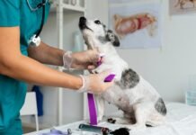 Clínicas veterinárias, pet shops e abatedouros ficarão sem fiscalização nesta terça